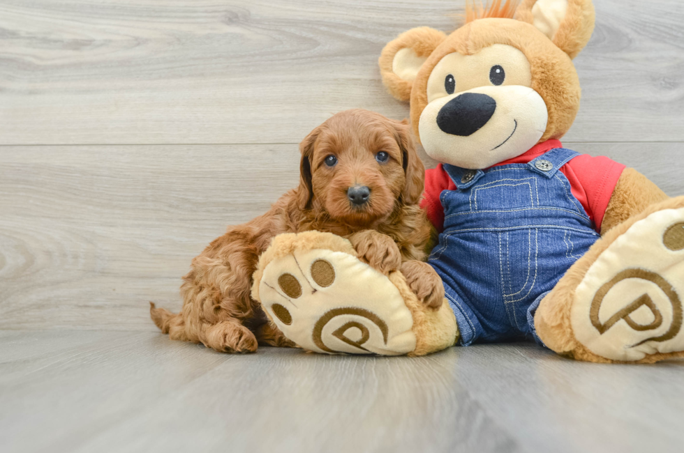 6 week old Mini Goldendoodle Puppy For Sale - Puppy Love PR