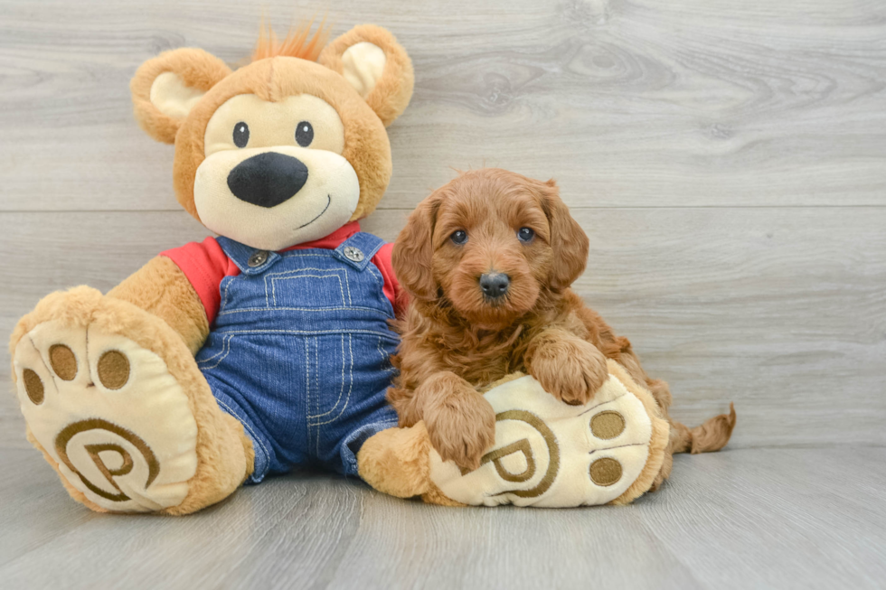 Hypoallergenic Mini Goldiepoo Poodle Mix Puppy