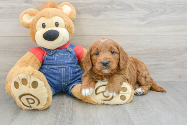 Mini Goldendoodle Pup Being Cute