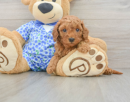 7 week old Mini Goldendoodle Puppy For Sale - Puppy Love PR