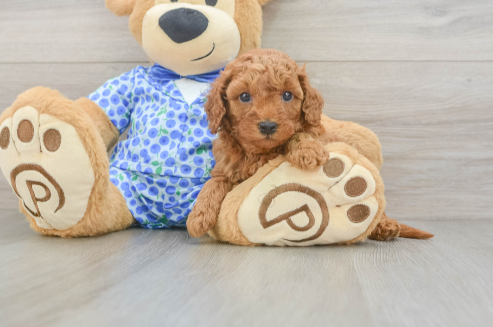 5 week old Mini Goldendoodle Puppy For Sale - Puppy Love PR