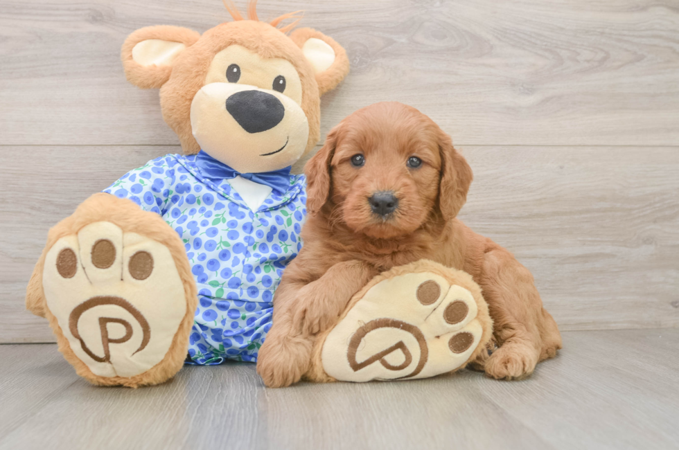 6 week old Mini Goldendoodle Puppy For Sale - Puppy Love PR