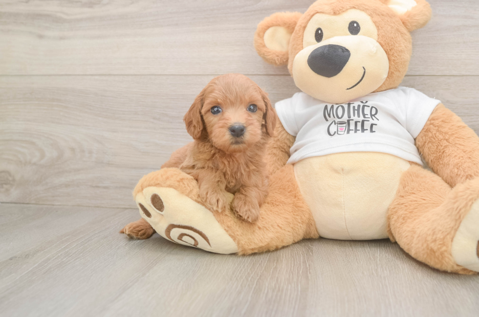 5 week old Mini Goldendoodle Puppy For Sale - Puppy Love PR
