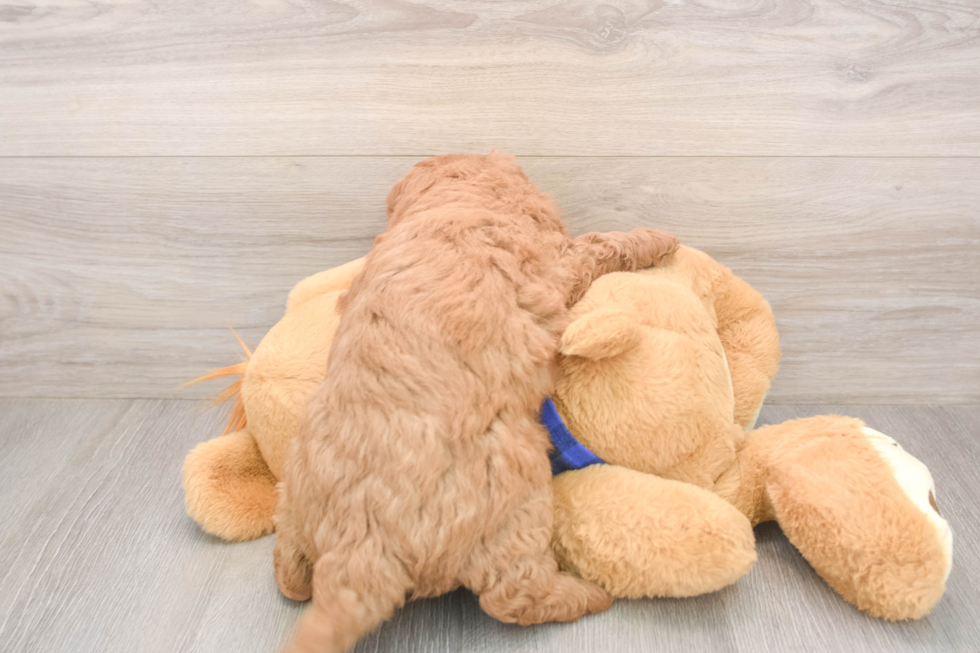 Mini Goldendoodle Puppy for Adoption