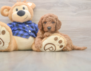 5 week old Mini Goldendoodle Puppy For Sale - Puppy Love PR