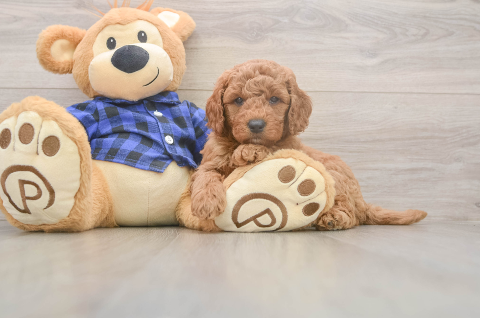 6 week old Mini Goldendoodle Puppy For Sale - Puppy Love PR