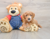 7 week old Mini Goldendoodle Puppy For Sale - Puppy Love PR
