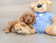 7 week old Mini Goldendoodle Puppy For Sale - Puppy Love PR