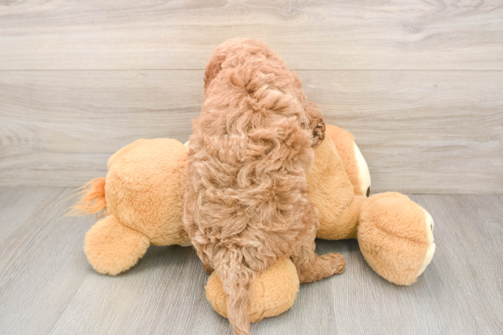 Best Mini Goldendoodle Baby