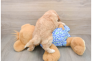 Mini Goldendoodle Puppy for Adoption