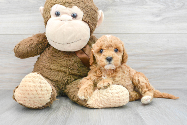 Meet Goldilocks - our Mini Goldendoodle Puppy Photo 1/3 - Puppy Love PR Hypoallergenic Golden Retriever Poodle Mix Puppy
