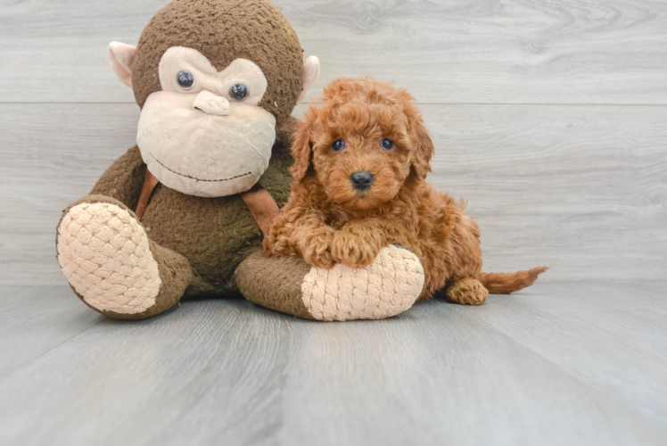 Meet Goldilocks - our Mini Goldendoodle Puppy Photo 1/3 - Puppy Love PR Mini Goldendoodle Puppy for Adoption