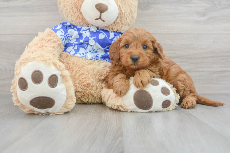 Meet Goldilocks - our Mini Goldendoodle Puppy Photo 1/3 - Puppy Love PR Funny Mini Goldendoodle Poodle Mix Pup