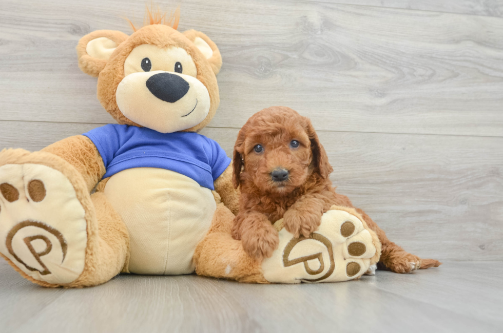 7 week old Mini Goldendoodle Puppy For Sale - Puppy Love PR