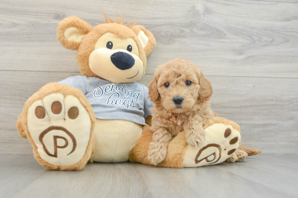 5 week old Mini Goldendoodle Puppy For Sale - Puppy Love PR