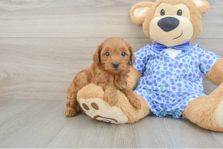 Energetic Golden Doodle Poodle Mix Puppy