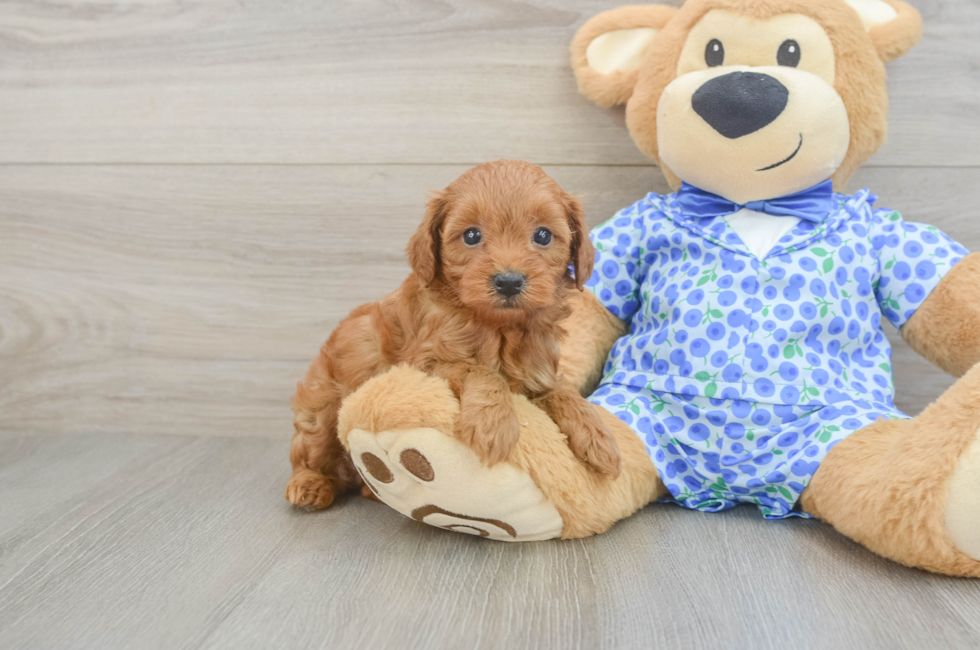 5 week old Mini Goldendoodle Puppy For Sale - Puppy Love PR