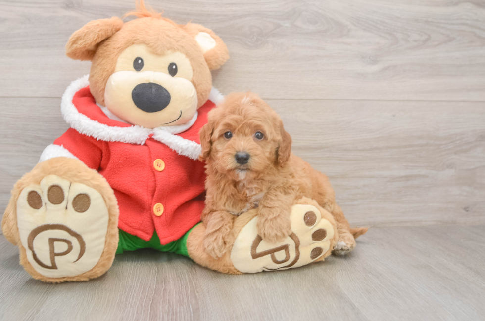 5 week old Mini Goldendoodle Puppy For Sale - Puppy Love PR