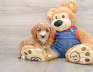 8 week old Mini Goldendoodle Puppy For Sale - Puppy Love PR