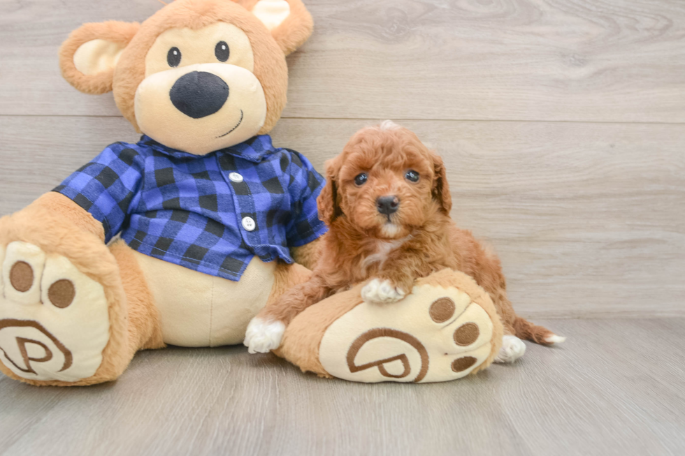 Small Mini Goldendoodle Baby