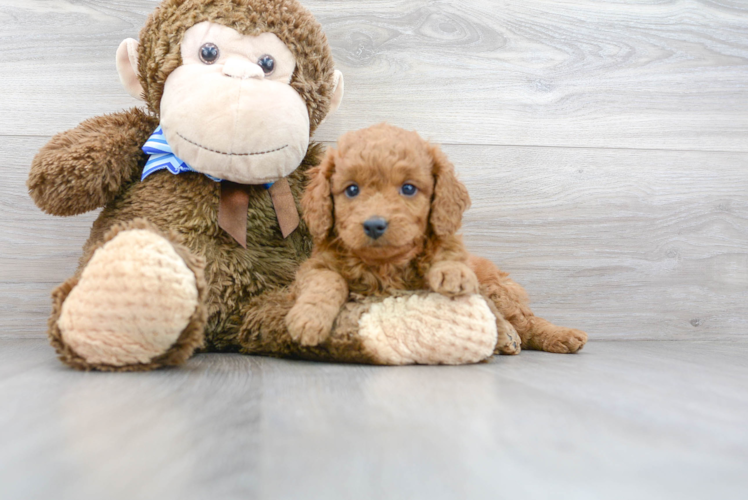 Mini Goldendoodle Pup Being Cute