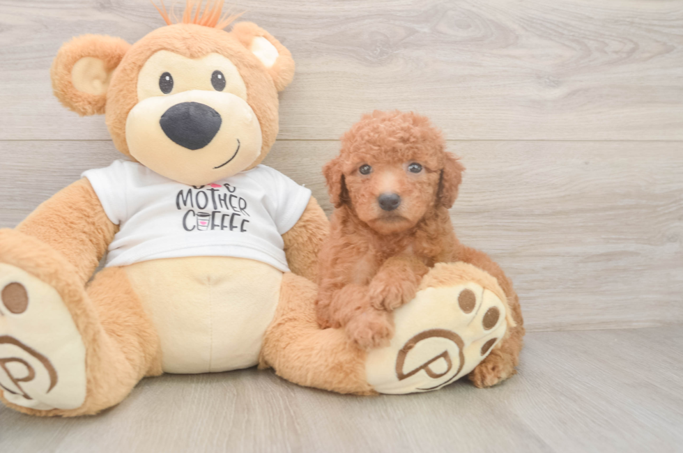 5 week old Mini Goldendoodle Puppy For Sale - Puppy Love PR