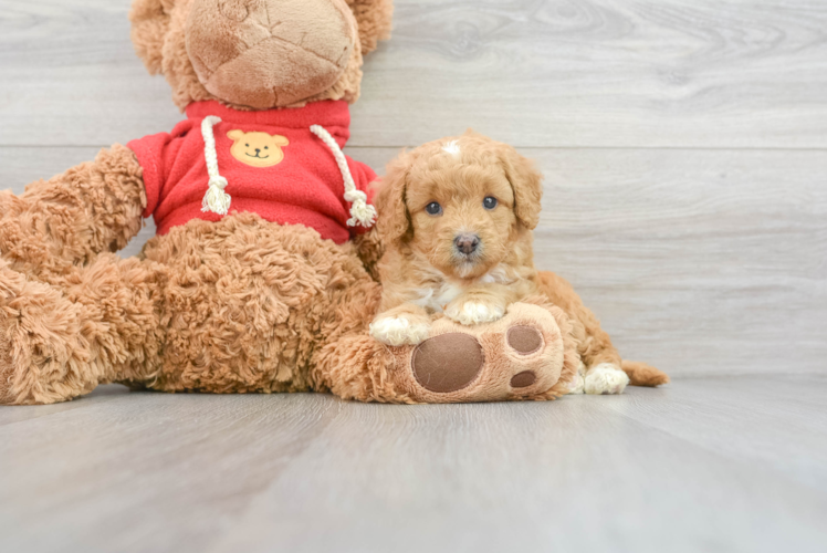 Meet Graham - our Mini Goldendoodle Puppy Photo 1/3 - Puppy Love PR Best Mini Goldendoodle Baby