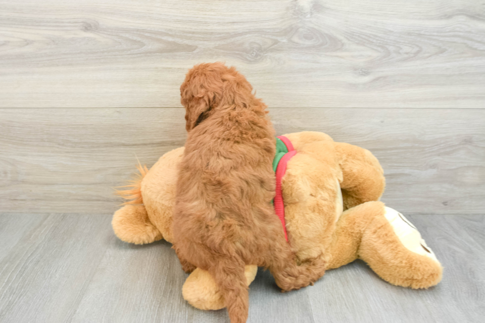 Best Mini Goldendoodle Baby