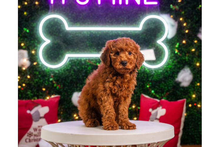 Cute Mini Goldendoodle Baby