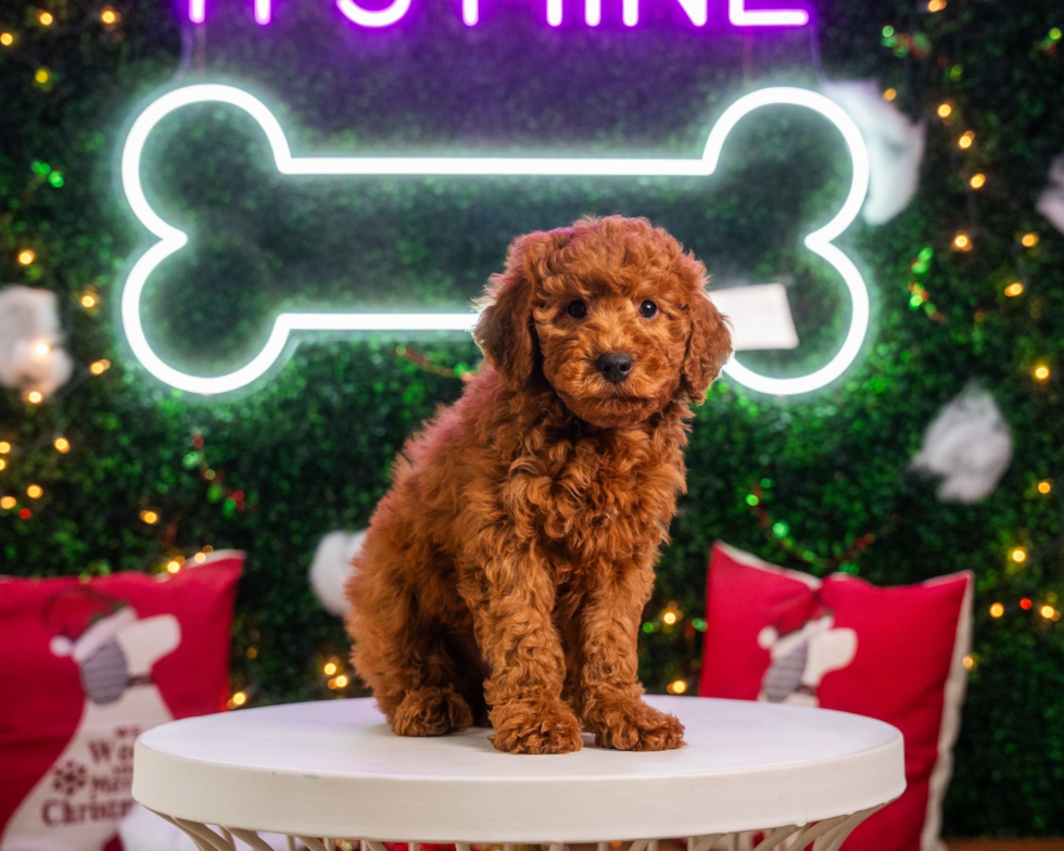 Cute Mini Goldendoodle Baby