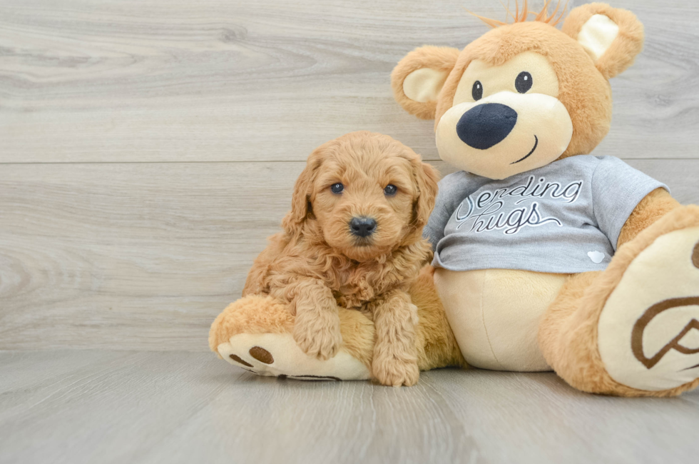 5 week old Mini Goldendoodle Puppy For Sale - Puppy Love PR