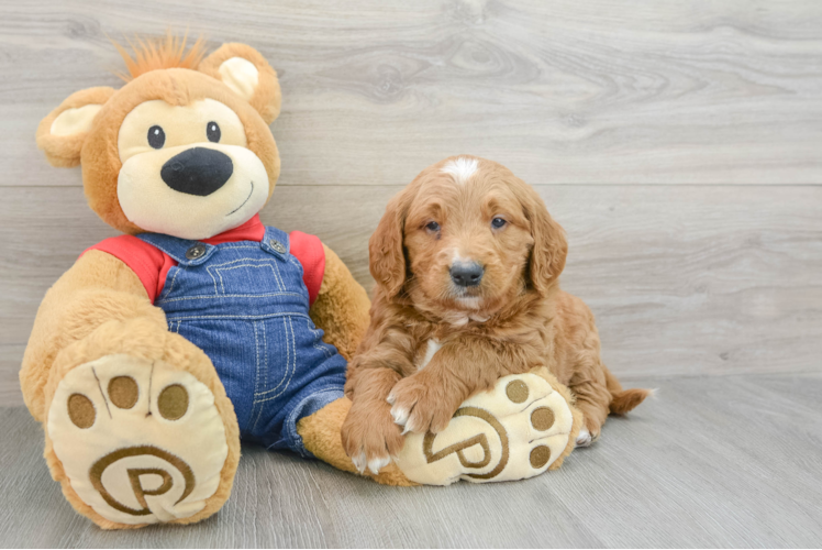 Meet Graham - our Mini Goldendoodle Puppy Photo 1/3 - Puppy Love PR Mini Goldendoodle Puppy for Adoption
