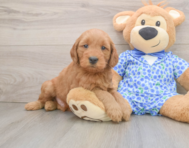 7 week old Mini Goldendoodle Puppy For Sale - Puppy Love PR