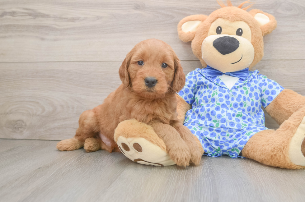 6 week old Mini Goldendoodle Puppy For Sale - Puppy Love PR
