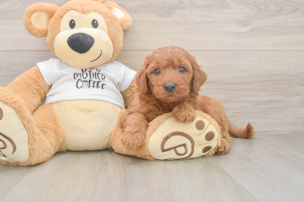 5 week old Mini Goldendoodle Puppy For Sale - Puppy Love PR