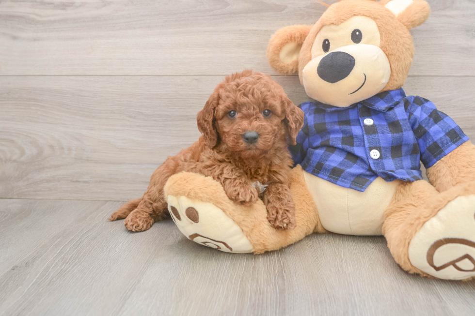 Mini Goldendoodle Pup Being Cute