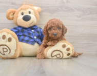 6 week old Mini Goldendoodle Puppy For Sale - Puppy Love PR