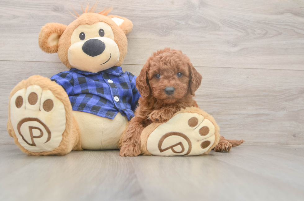 6 week old Mini Goldendoodle Puppy For Sale - Puppy Love PR