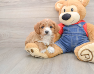 7 week old Mini Goldendoodle Puppy For Sale - Puppy Love PR