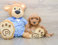 6 week old Mini Goldendoodle Puppy For Sale - Puppy Love PR