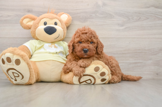 Adorable Golden Retriever Poodle Mix Poodle Mix Puppy