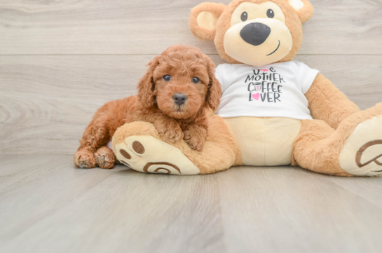 Playful Mini Groodle Poodle Mix Puppy