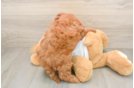 Best Mini Goldendoodle Baby