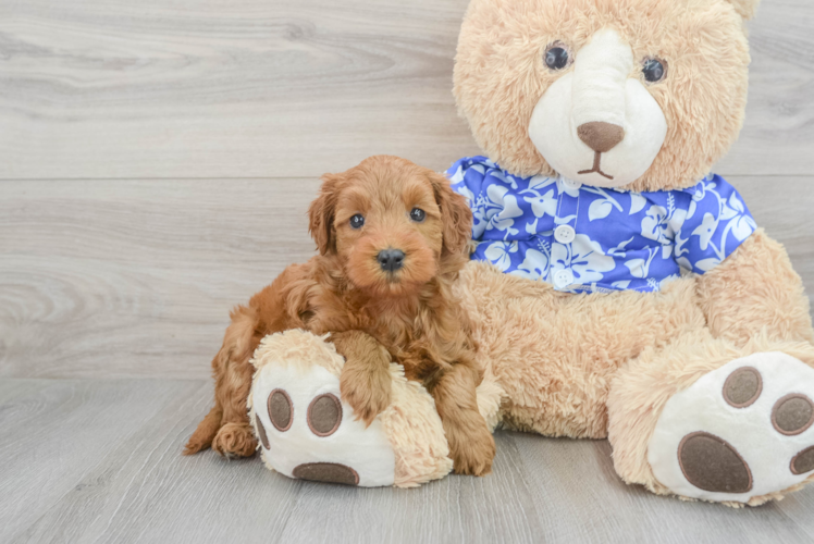 Meet Grenada - our Mini Goldendoodle Puppy Photo 1/3 - Puppy Love PR Mini Goldendoodle Puppy for Adoption