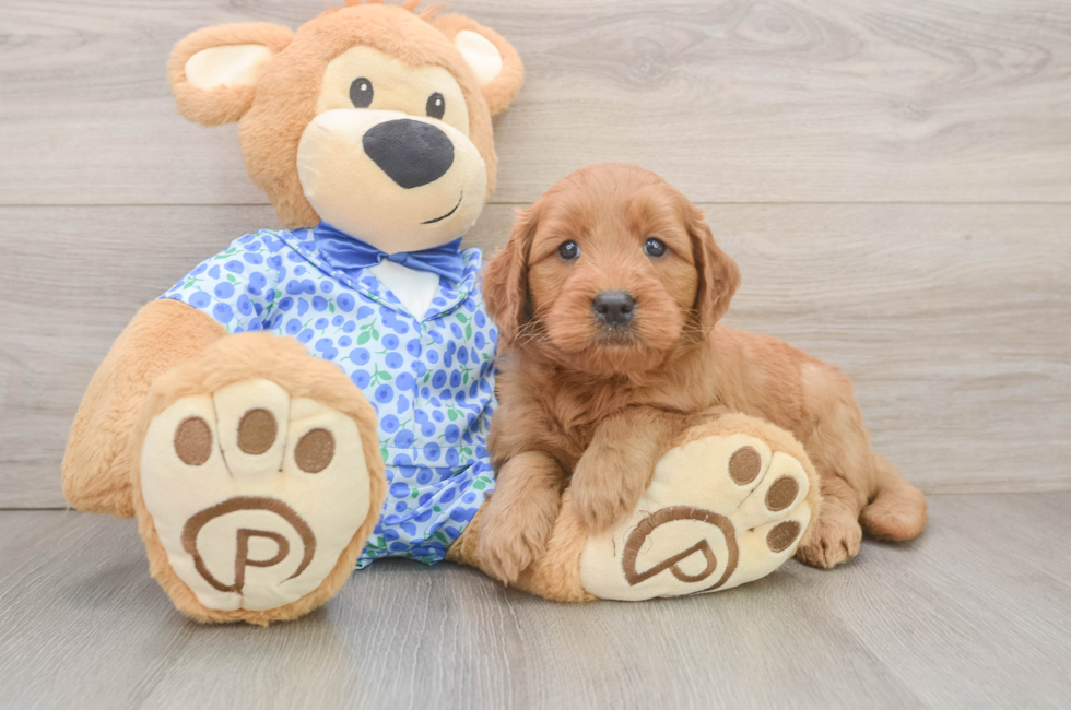 6 week old Mini Goldendoodle Puppy For Sale - Puppy Love PR