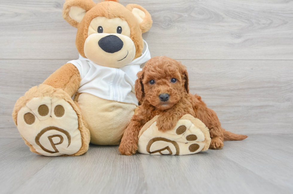 5 week old Mini Goldendoodle Puppy For Sale - Puppy Love PR