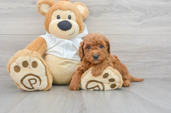 Small Mini Goldendoodle Baby