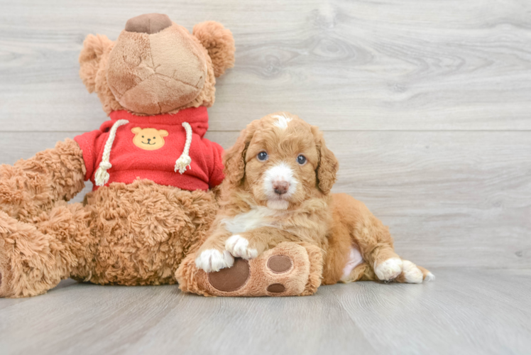 Meet Gus - our Mini Goldendoodle Puppy Photo 1/3 - Puppy Love PR Energetic Golden Retriever Poodle Mix Puppy