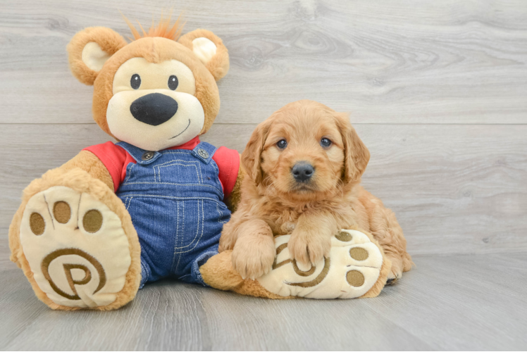 Meet Gus - our Mini Goldendoodle Puppy Photo 1/3 - Puppy Love PR Mini Goldendoodle Pup Being Cute