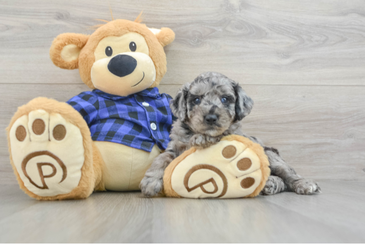 Meet Gus - our Mini Goldendoodle Puppy Photo 1/3 - Puppy Love PR Little Mini Goldenpoo Poodle Mix Puppy